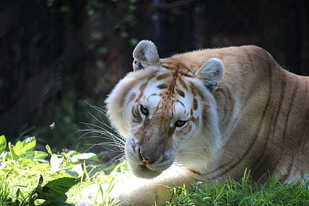 tiger reclining on grass field thumbnail