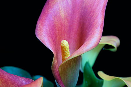 red and green flower thumbnail