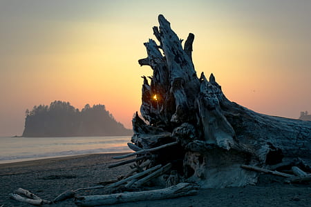 drift woon on seashore during golden hour thumbnail