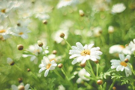 Summer Daisy Field thumbnail