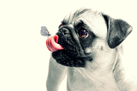 selective focus photograph of fawn pug thumbnail