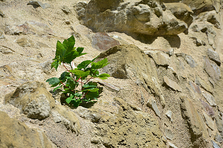green plant thumbnail