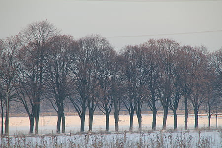 bare trees on snow field thumbnail