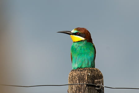 green and brown long-beaked bird on branch thumbnail