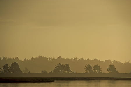 tree covered by fog thumbnail