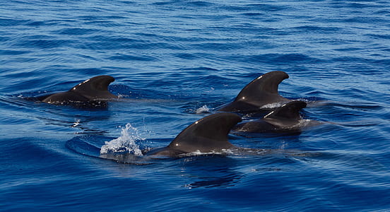 dolphin swims on body of water thumbnail