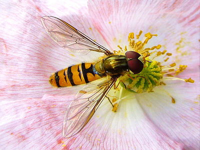 macro photography of yellow and black hoverfly feeding on yellow flower stigma thumbnail