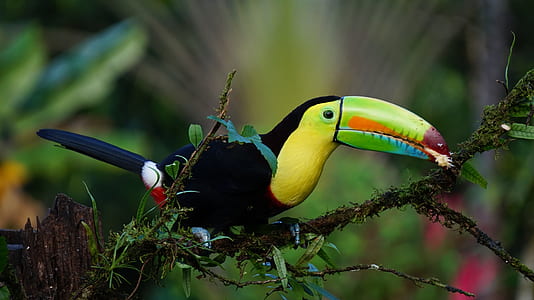 black and yellow Toucan thumbnail