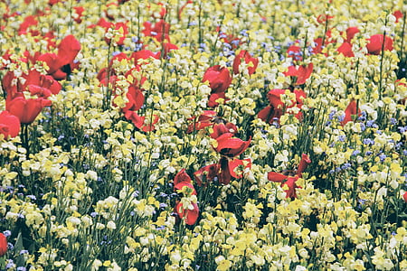 red and yellow petaled flowers thumbnail