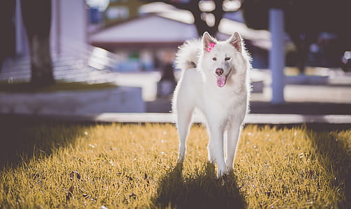 animal, dog, pet, cute thumbnail