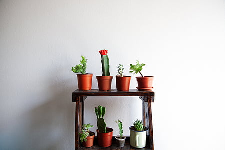 cacti on pot on 2-layered rack thumbnail