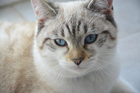 close up photography of tan cat thumbnail