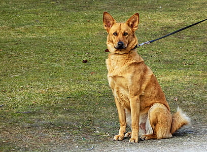 tan short-coated dog sitting on green grass thumbnail