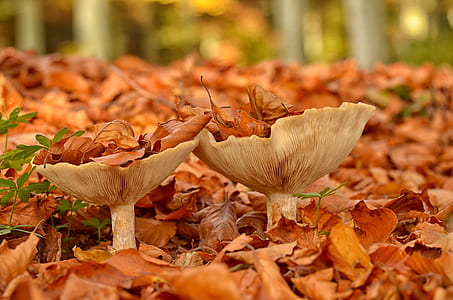 selective focus photography of two white mushrooms surrounded by dried leaves thumbnail