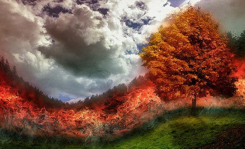 brown tree in grassfield thumbnail