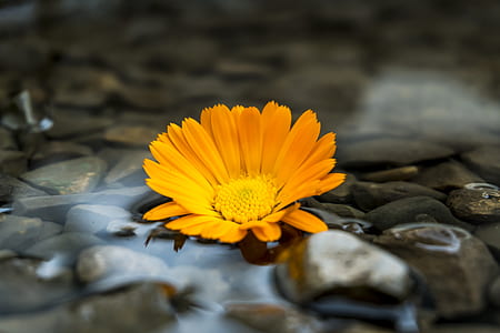 orange petaled flower floating on water thumbnail