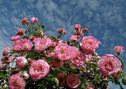 pink flower on bloom during daytime thumbnail