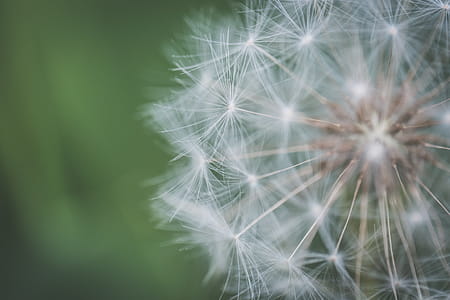Closeup Photo of White Dandelion thumbnail