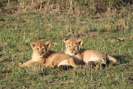 two lion cubs thumbnail