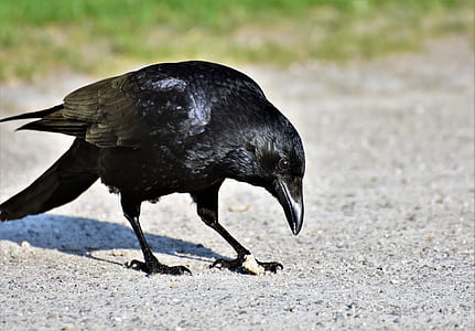 black crow on concrete ground thumbnail
