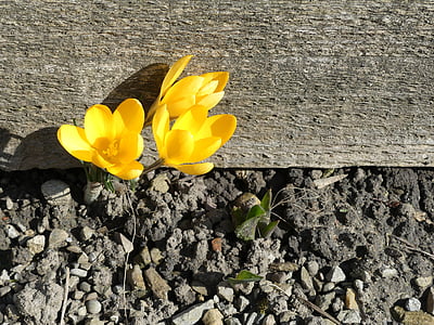 yellow flower in bloom beside gray surface thumbnail