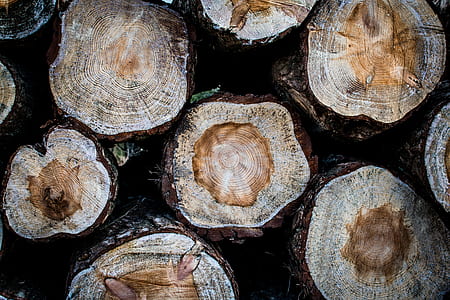 wood, tree trunk, forest, cut thumbnail