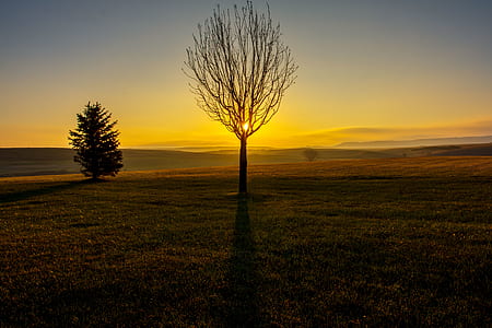 bare tree thumbnail