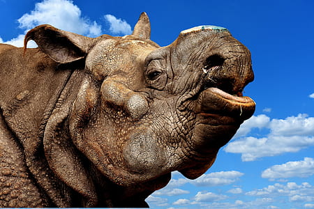 brown rhinoceros at daytime thumbnail