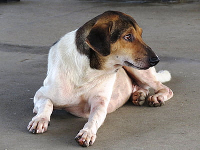 smooth-coated small-breed tricolor dog thumbnail