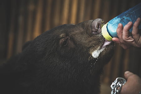 Close Up Photo of Boar Drinking Milk thumbnail