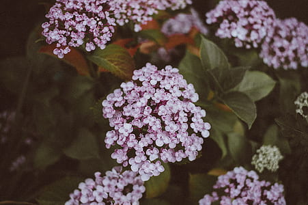 close-up photo of purple hydrangea flowers thumbnail