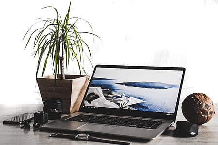 laptop computer turned on beside spider potted plant thumbnail
