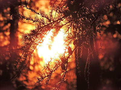 silhouette of tree leaves at sunset thumbnail