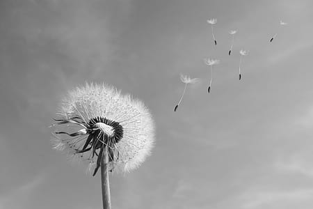 dandelion grayscale photography thumbnail