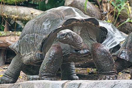 close-up photo of black turtle on ground thumbnail