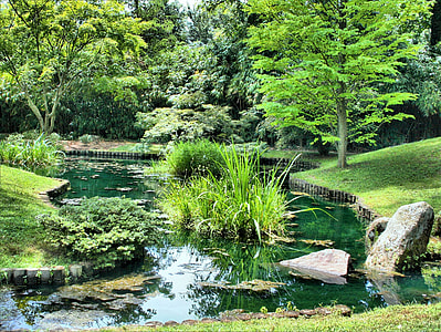 green leaf plant surrounded by water at daytime thumbnail