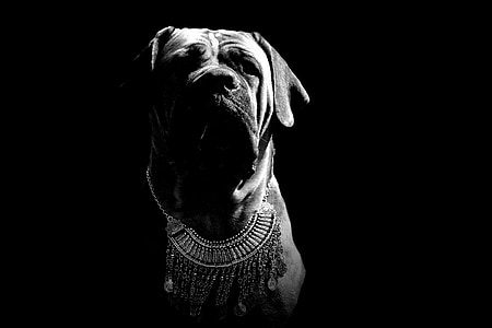 dog wearing necklace thumbnail