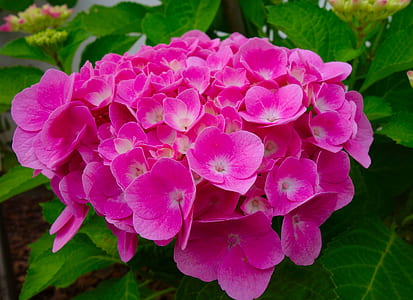 pink petaled flowers thumbnail