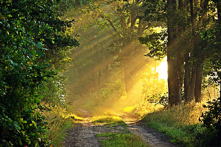 grey road between trees at daytime thumbnail