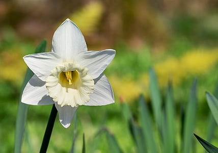 shallow focus photography of white flower thumbnail