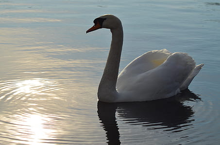 reflection of mute swan on body of water thumbnail