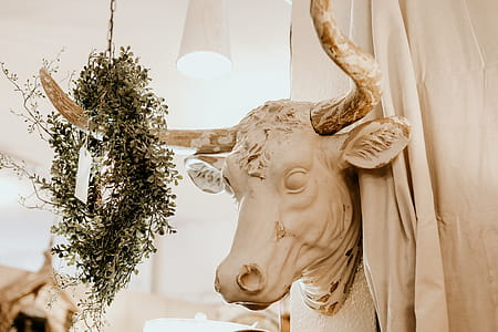 Cow Head Mount thumbnail