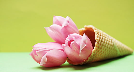 close up photo of pink petaled flowers thumbnail