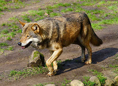 photo of brown wolf thumbnail