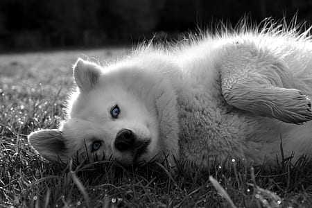 grayscale photography of Siberian Husky thumbnail