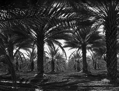 gray scale photo of palm trees thumbnail