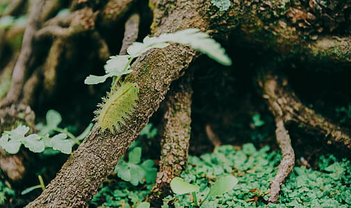Close-Up Photo of Green Caterpillar On Root thumbnail