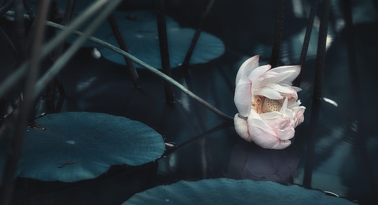 white flower on water thumbnail