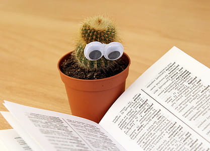 green cactus plant thumbnail