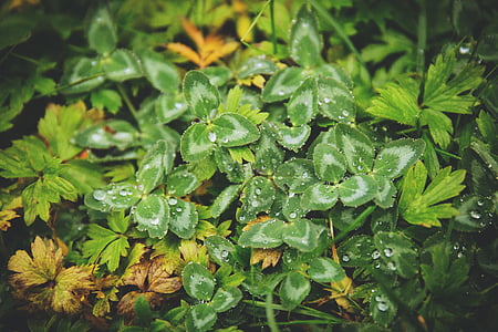 green leafed plant with dew drop thumbnail